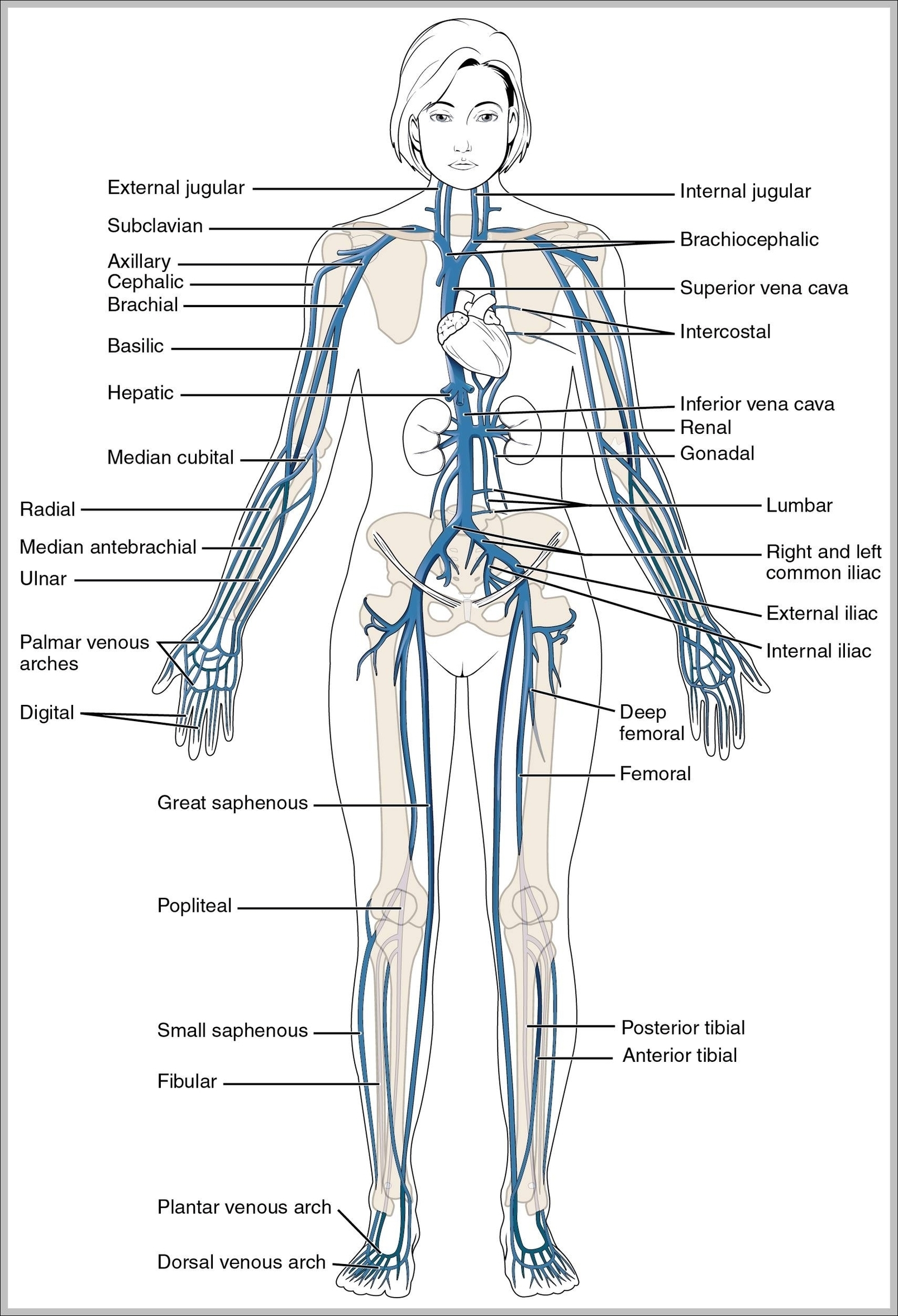 Veins In The Body Diagram Image