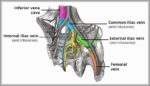 Venous Drainage of the Pelvis Diagram