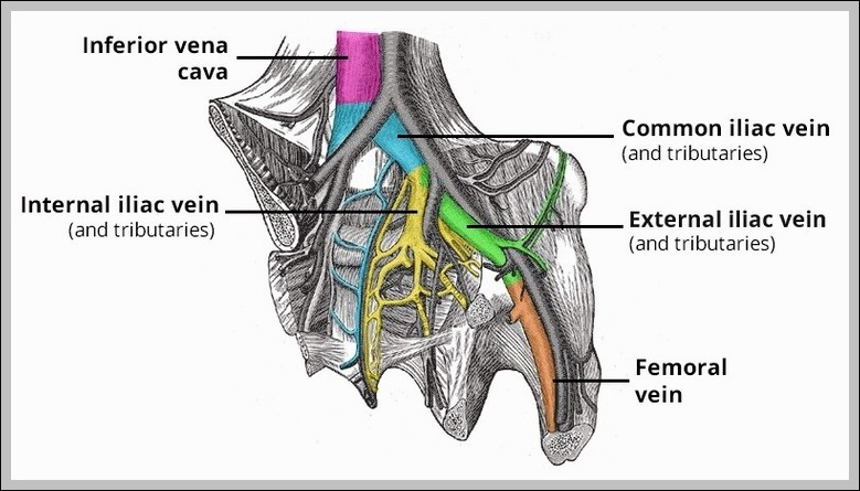 Venous Drainage of the Pelvis Diagram
