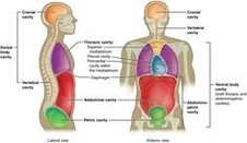 Ventral Body Cavity Anatomy