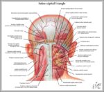 Vertebrae In The Neck Image