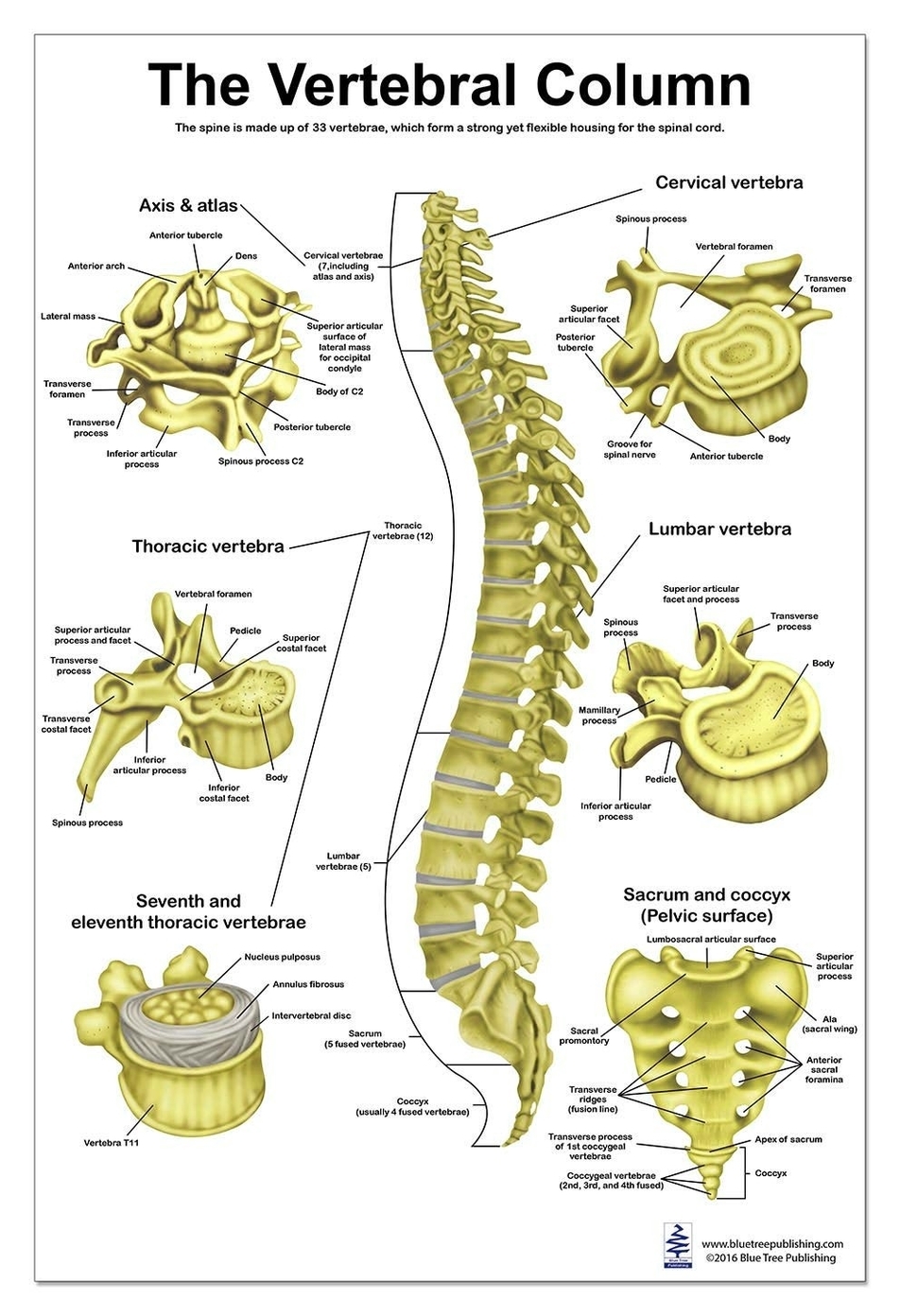 Vertebral Column Spine Anatomical Poster