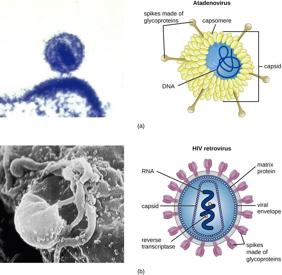 Virus Cell Structure