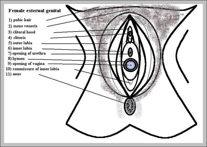 Vulva Anatomy Image