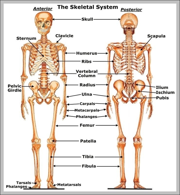 What Are The Functions Of The Skeletal System Image