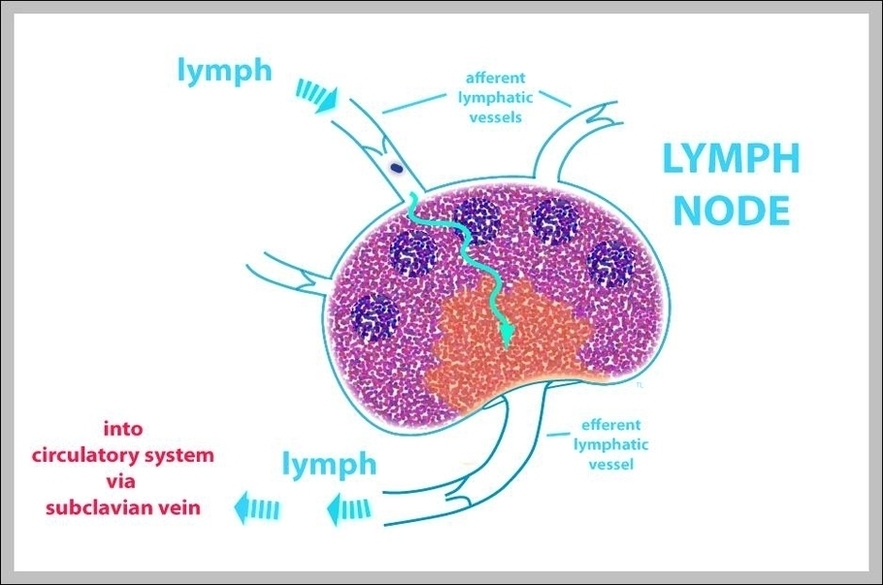 What Is Lymph Image