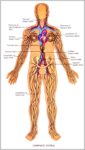 What Is Lymphatic System Image