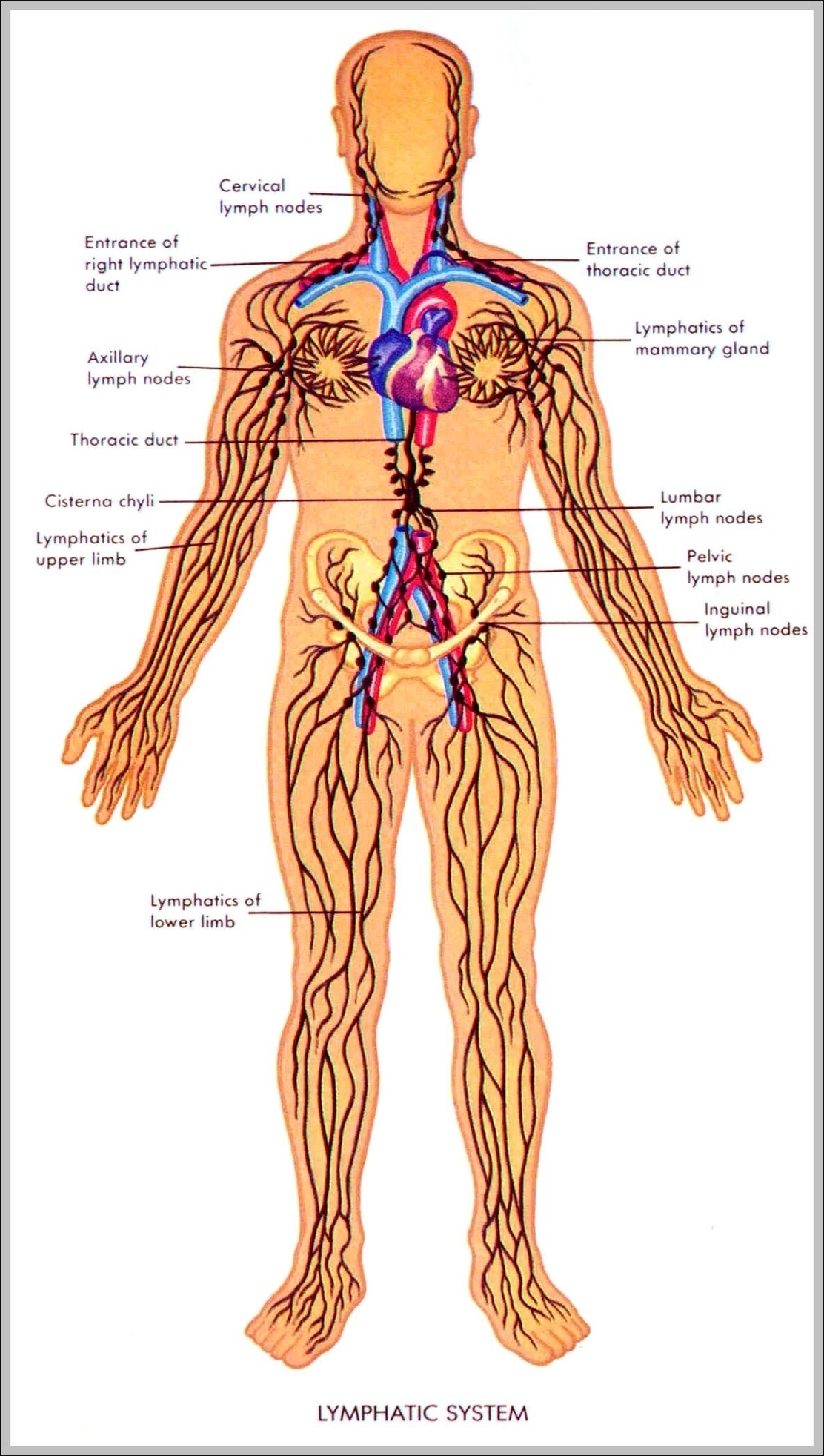What Is Lymphatic System Image
