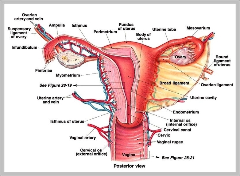 What Is The Female Reproductive System Image