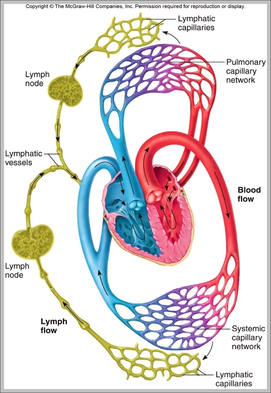 What Is The Function Of The Circulatory System Image