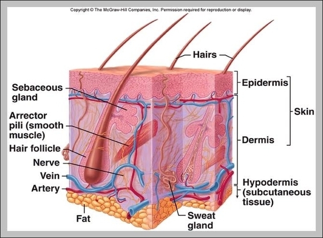 What Is The Function Of The Integumentary System Image