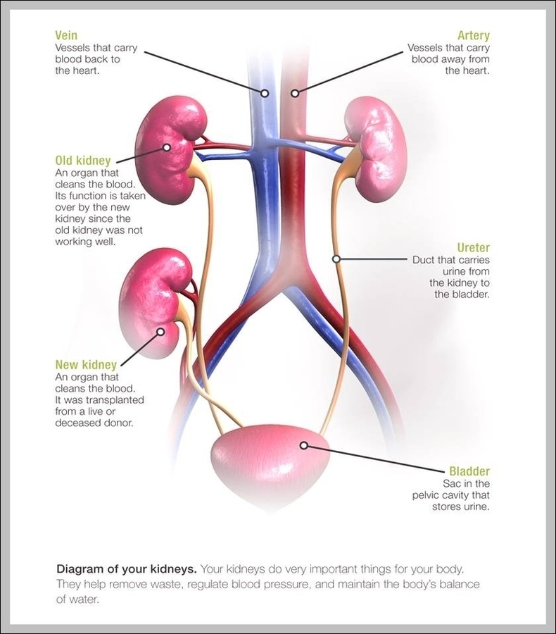 What Is The Function Of The Kidney Image
