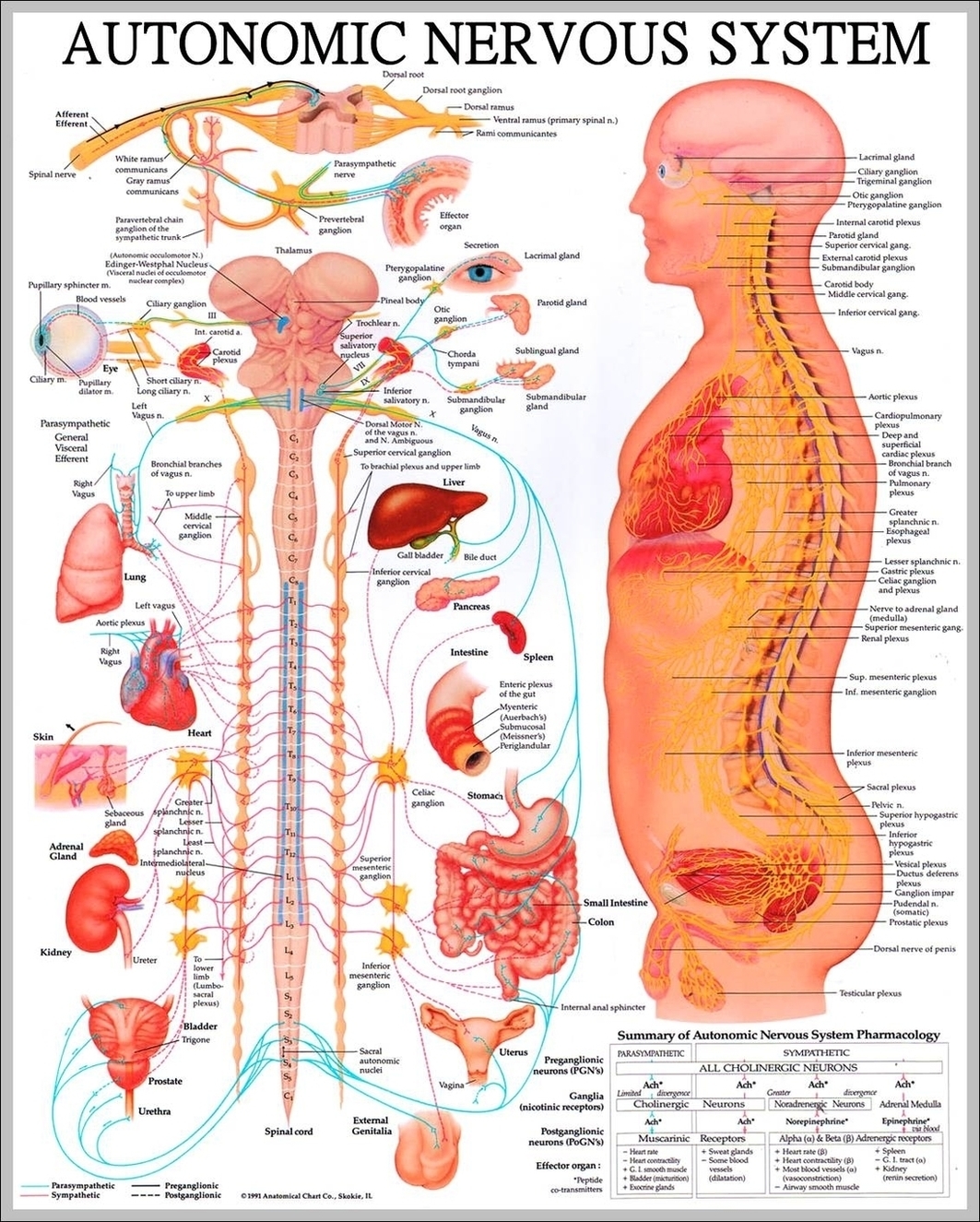What Is The Nervous System Image