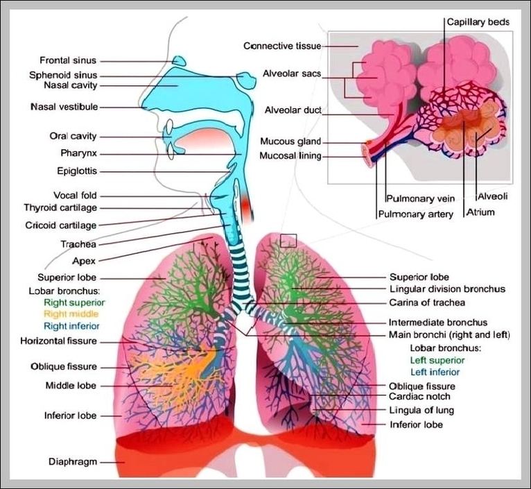 What Is The Respiratory System Image