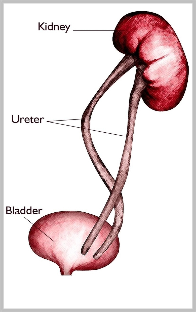 What Is Ureter Image