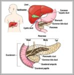 Where Is The Gallbladder Located Image