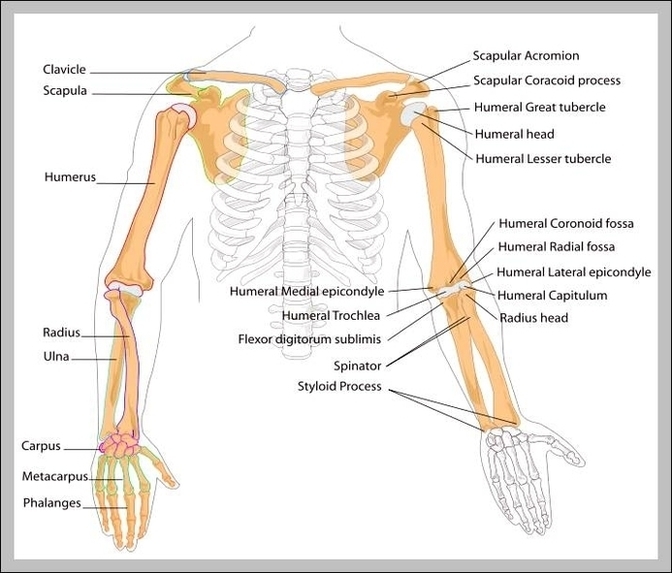 Where Is The Humerus Located In The Human Body Image