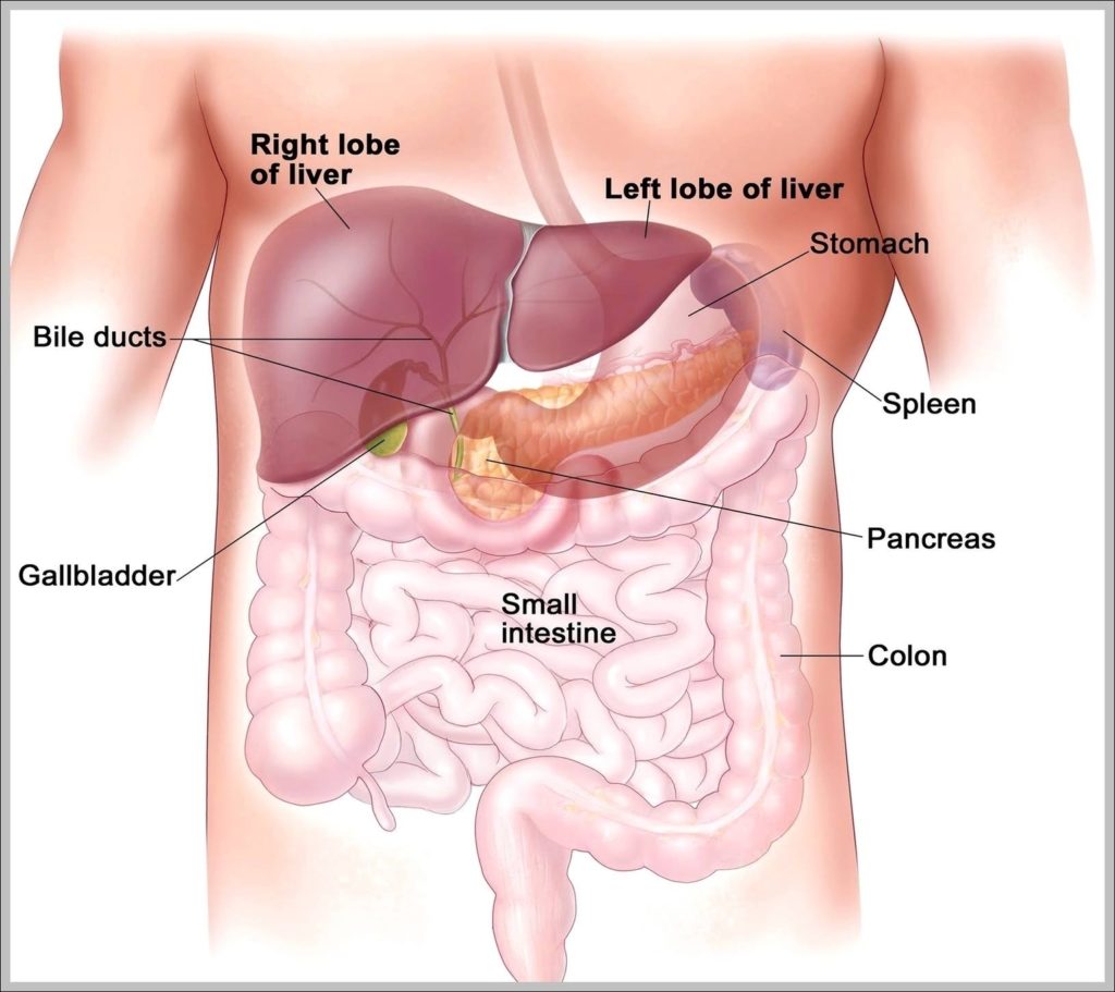 Where Is The Liver Located In A Human Image Anatomy System Human   Where Is The Liver Located In A Human Image 1024x911 