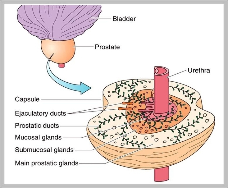What is the function of the prostate gland