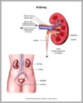 Where Kidneys Are Located Image