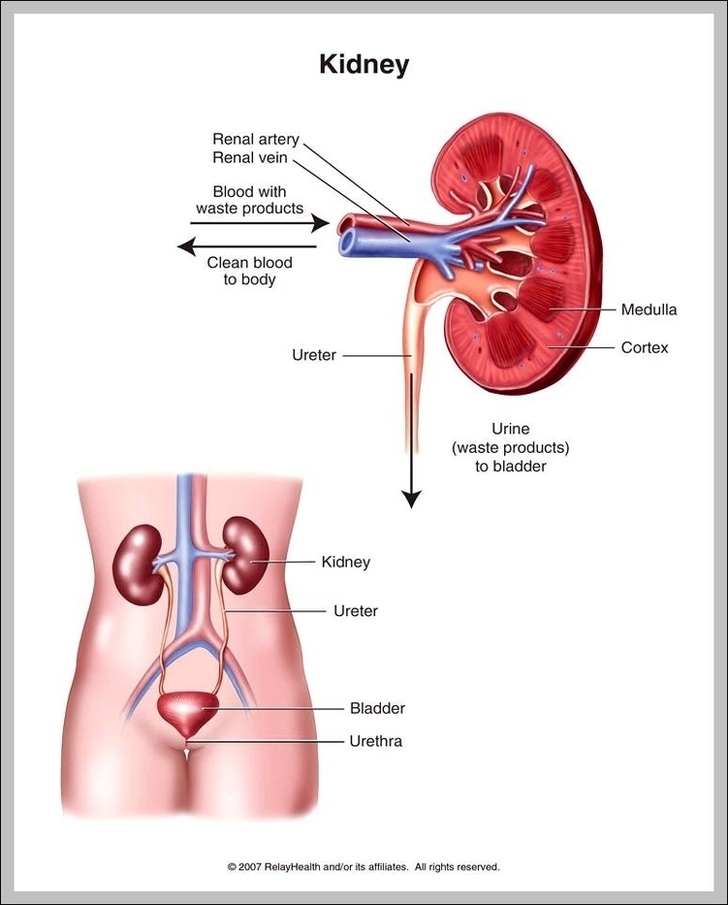 Where Kidneys Are Located Image