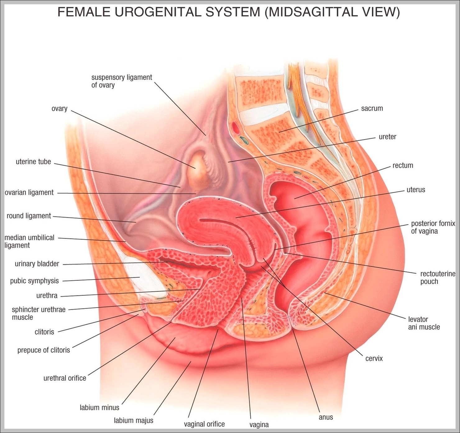 Woman Anatomy Picture Image