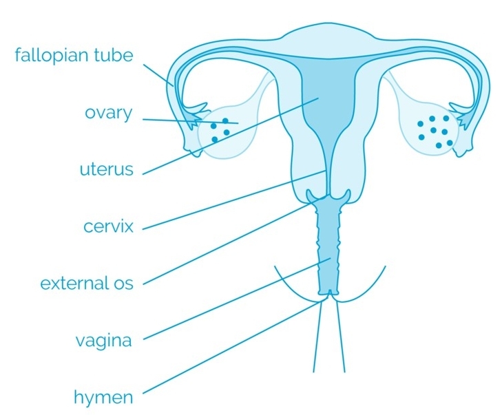 Women reproductive organs anatomy