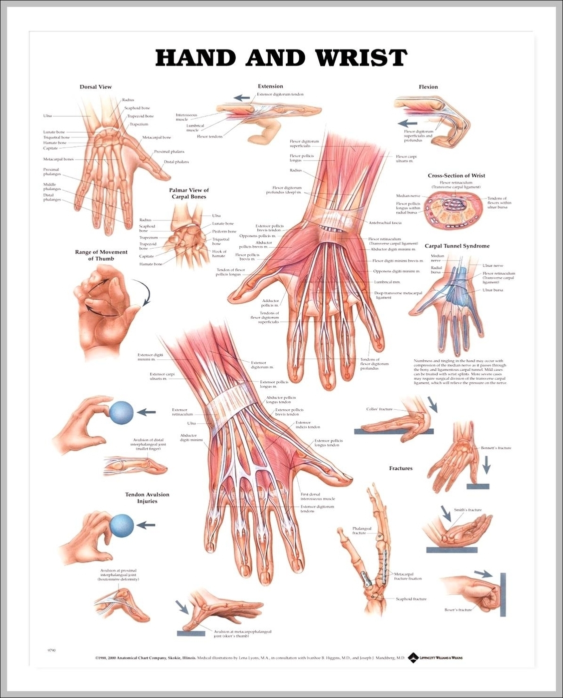 Wrist And Hand Anatomy Image