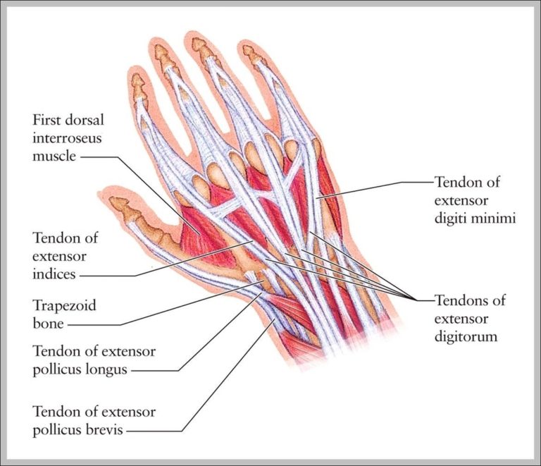 wrist-tendons-anatomy-image-anatomy-system-human-body-anatomy-diagram-and-chart-images