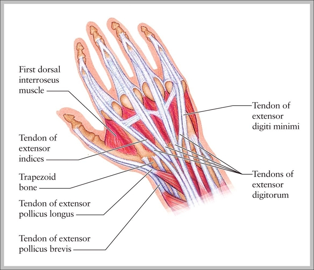 Wrist Tendons Anatomy Image