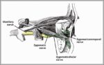 Zygomatic Nerve Course Branches Diagram
