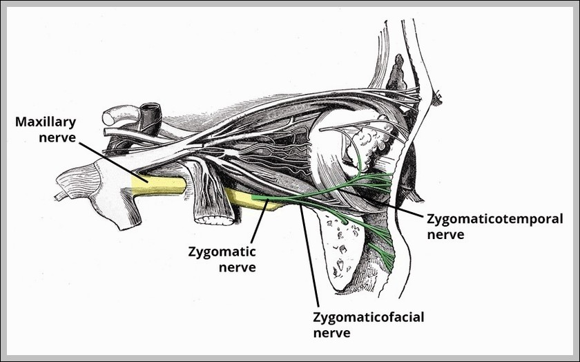 Zygomatic Nerve Course Branches Diagram