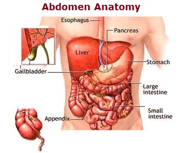 abdomen anatomy