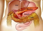 abdominal anatomy