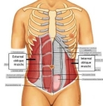 abdominal oblique muscle anatomy