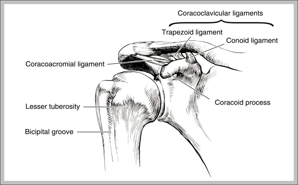 ACL Ligament Anatomy