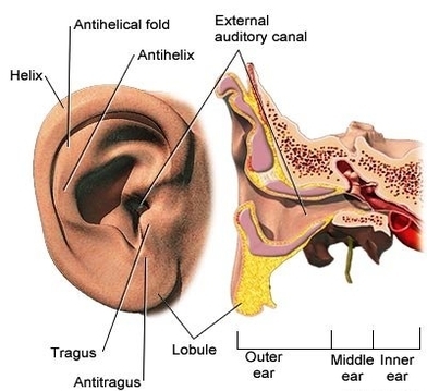 adam ear anatomy