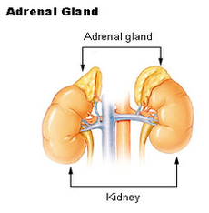 adrenal gland diagram