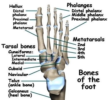adult foot fx anatomya