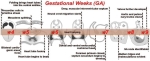 advanced heart development timeline ga