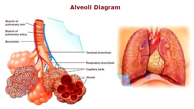 alveoli diagram