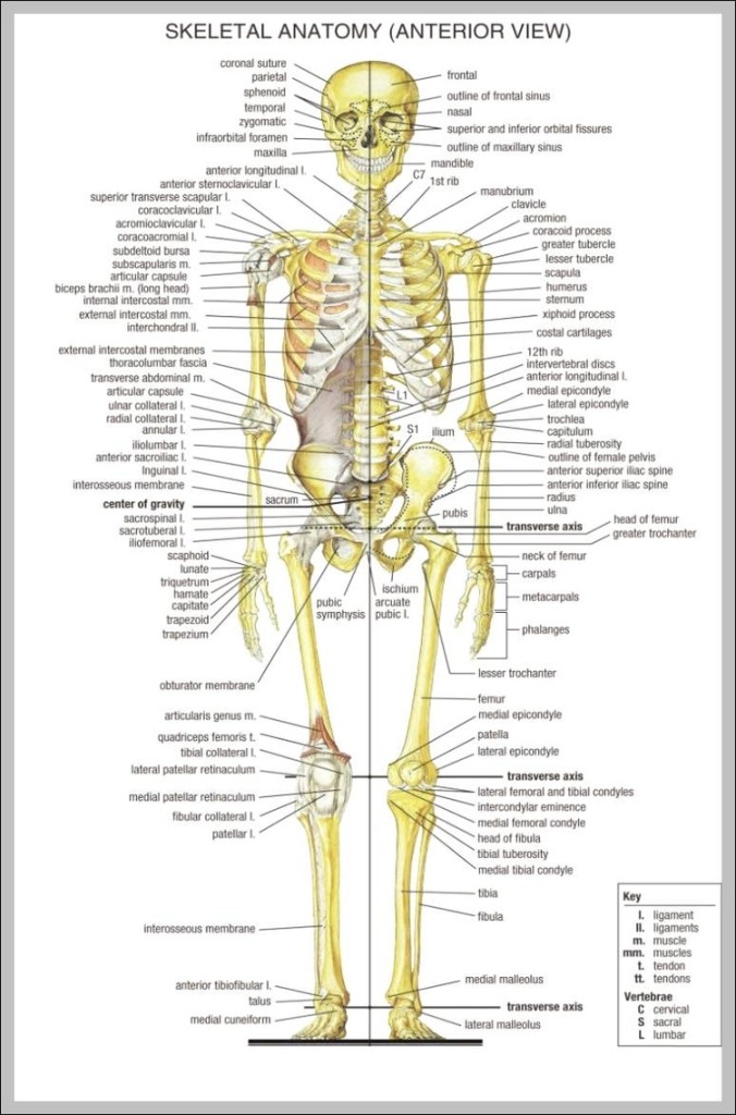 Human Body Diagram With Names : Skeletal Teachpe Labelled Gcse Organs ...