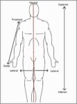 anatomical terms of location Diagram