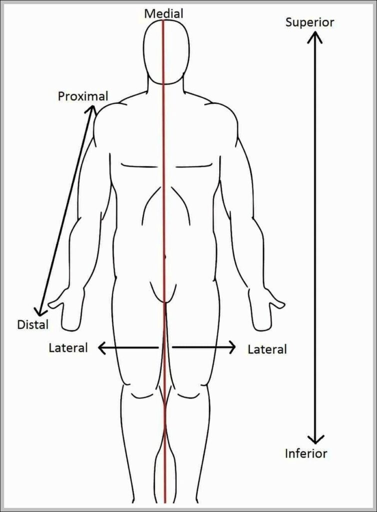 anatomical terms of location Diagram