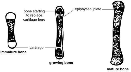 anatomy and physiology of animals growing bone