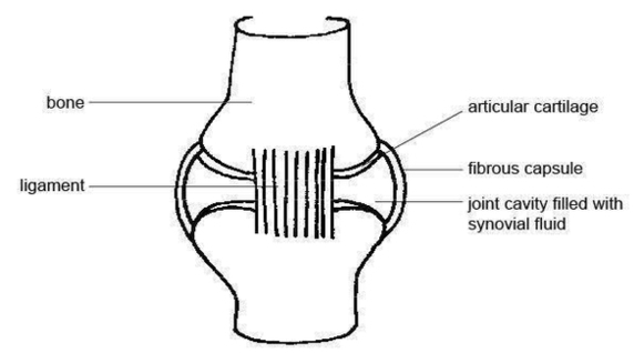 anatomy and physiology of animals synovial joint