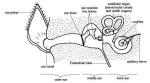 anatomy and physiology of animals the ear