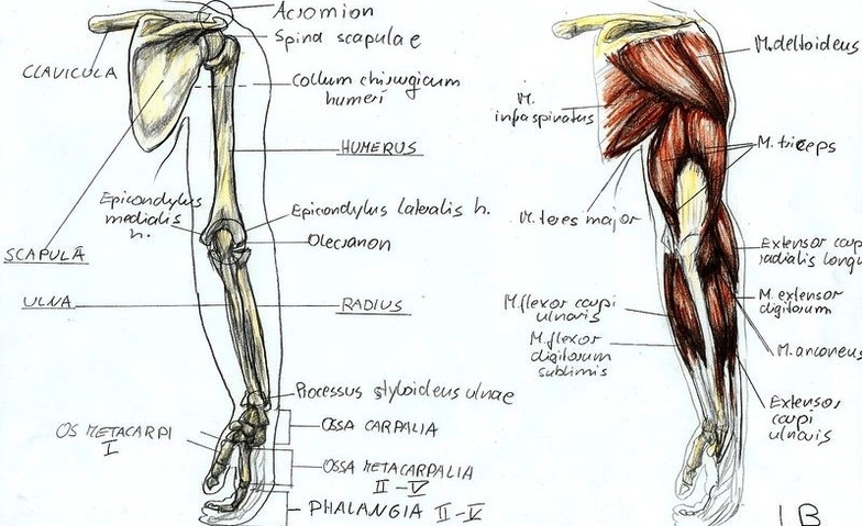 anatomy arm by bk