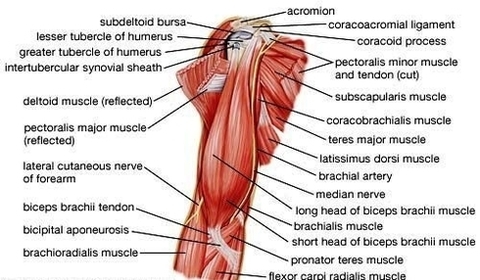 anatomy arm muscles