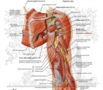 anatomy arm nerves